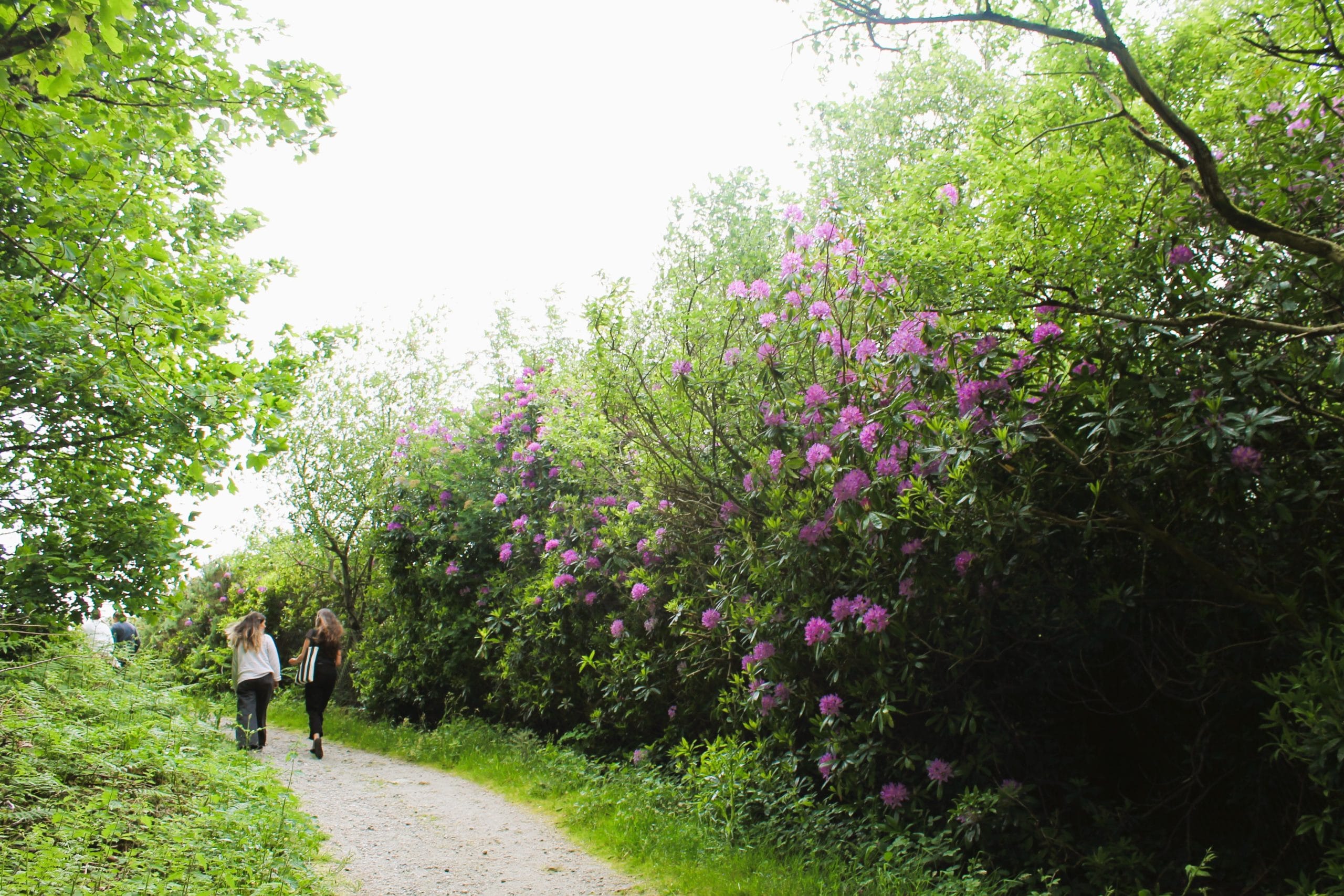 Picture of a group of people walking off into the distance at Wheal Martyn Clay Works, deep in conversation.
